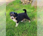 Puppy Gus English Shepherd