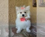 Image preview for Ad Listing. Nickname: Maltipom Puppy
