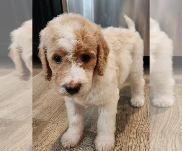 Medium Photo #5 Goldendoodle Puppy For Sale in KANSAS CITY, MO, USA