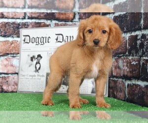 Goldendoodle Puppy for sale in BEL AIR, MD, USA
