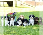 Small #1 Cavapoo (Miniature)