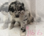 Small #43 Australian Shepherd