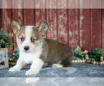 Small Photo #6 Pembroke Welsh Corgi Puppy For Sale in BREMEN, IN, USA