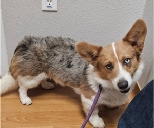 Pembroke Welsh Corgi Puppy for sale in MILTON, WI, USA