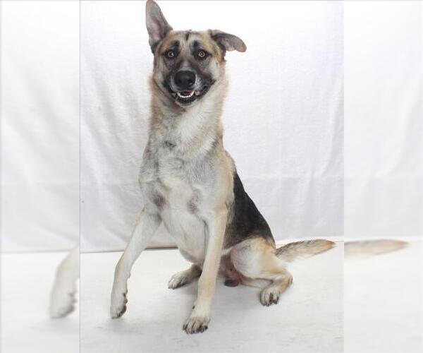 Medium Photo #1 German Shepherd Dog Puppy For Sale in Burbank, CA, USA