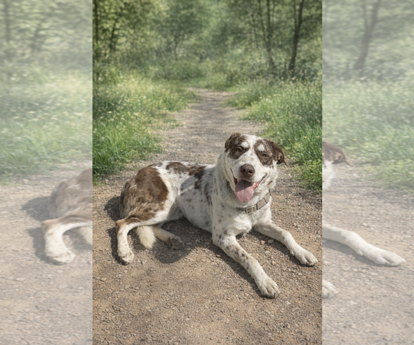 Medium Photo #2 Australian Shepherd Puppy For Sale in Menifee, CA, USA