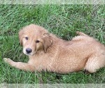Small Photo #29 Golden Retriever Puppy For Sale in WOODSTOCK, CT, USA