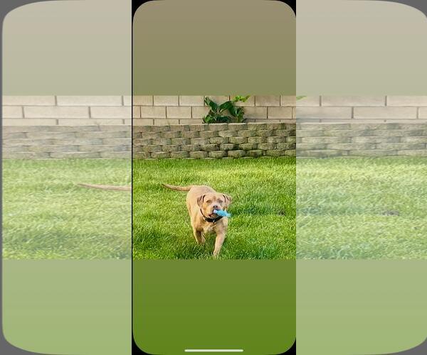 Medium Photo #1 American Pit Bull Terrier Puppy For Sale in Hayward, CA, USA