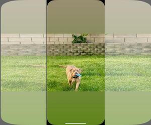 American Pit Bull Terrier Dogs for adoption in Hayward, CA, USA