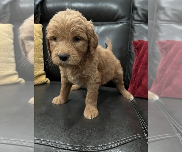 Medium Photo #10 Goldendoodle Puppy For Sale in CEDAR HILL, TX, USA