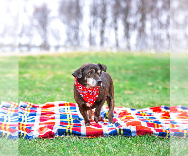 Medium Photo #4 Dachshund-Unknown Mix Puppy For Sale in Unionville, PA, USA