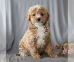 Small #4 Poodle (Miniature)