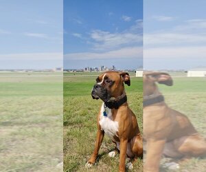 Tyson - ADOPTION PENDING!! - Male Boxer Dog for Adoption - Photo #11