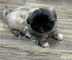 Small Photo #5 Pekingese Puppy For Sale in TURKEY, NC, USA