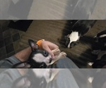 Small #9 Boston Terrier