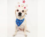 Small #3 Chihuahua Mix