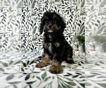 Small #1 Cavapoo