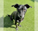 Small #2 Dachshund