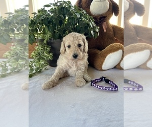Poodle (Standard) Puppy for sale in SHELL LAKE, WI, USA