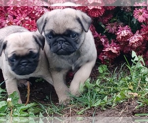 Pug Puppy for sale in NILES, MI, USA