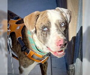 Catahoula Leopard Dog Dogs for adoption in Salinas, CA, USA