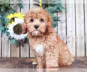 Cavapoo Puppy for sale in MOUNT VERNON, OH, USA