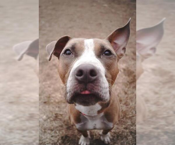 Medium Photo #1 American Pit Bull Terrier Puppy For Sale in Springfield, MA, USA