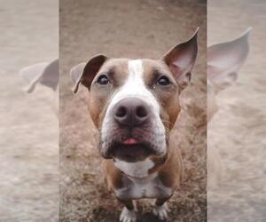 American Pit Bull Terrier Dogs for adoption in Springfield, MA, USA