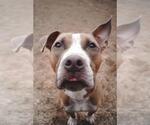 Small American Pit Bull Terrier