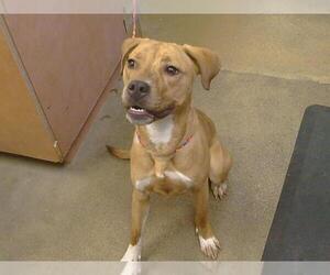 Labrador Retriever-Unknown Mix Dogs for adoption in Sacramento, CA, USA