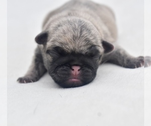 Pug Puppy for sale in PALM COAST, FL, USA