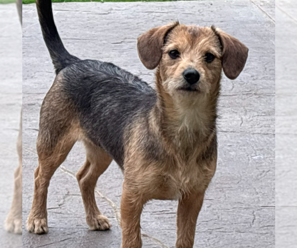 Medium Photo #2 Mutt Puppy For Sale in Coralville, IA, USA