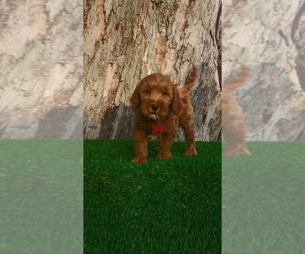Medium Photo #2 Goldendoodle (Miniature) Puppy For Sale in INDIANAPOLIS, IN, USA