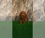 Small #1 Goldendoodle (Miniature)