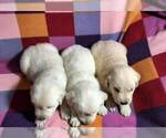 Small Photo #27 Golden Retriever Puppy For Sale in AIKEN, SC, USA