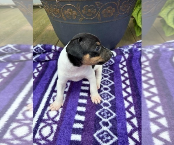 Medium Photo #4 Rat Terrier Puppy For Sale in TAMPICO, IL, USA