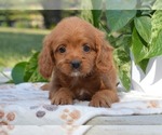 Small #1 Cavapoo