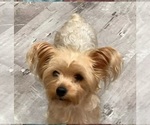 Small Photo #1 Yoranian Puppy For Sale in LEWISBURG, KY, USA