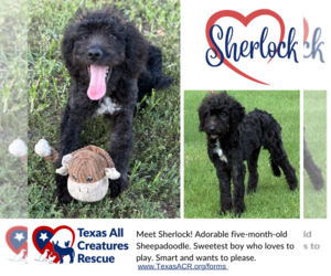 Sheepadoodle Dogs for adoption in Lillian, TX, USA