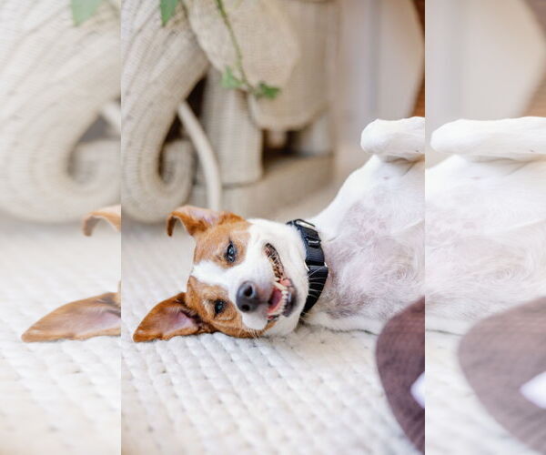 Medium Photo #39 Mutt Puppy For Sale in Philadelphia, PA, USA