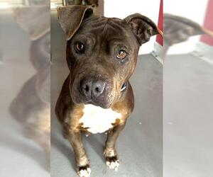 Mutt Dogs for adoption in Visalia, CA, USA