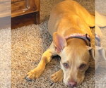 Small #1 American Pit Bull Terrier-Chihuahua Mix