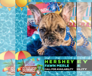 French Bulldog Puppy for sale in HEATHROW, FL, USA