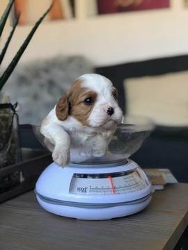 Medium Photo #1 Cavalier King Charles Spaniel Puppy For Sale in ALTO, MI, USA