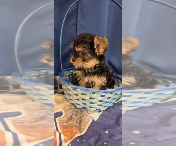 Medium Photo #23 Yorkshire Terrier Puppy For Sale in HUNTSVILLE, AL, USA