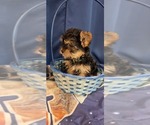 Small #22 Yorkshire Terrier
