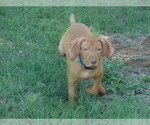 Small Photo #3 Vizsla Puppy For Sale in AMORITA, OK, USA