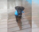 Small Photo #4 Labrador Retriever-Unknown Mix Puppy For Sale in Murfreesboro, NC, USA