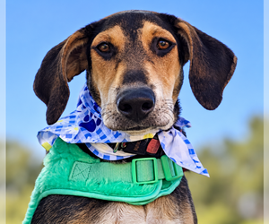 Mutt Dogs for adoption in Plainfield, IL, USA