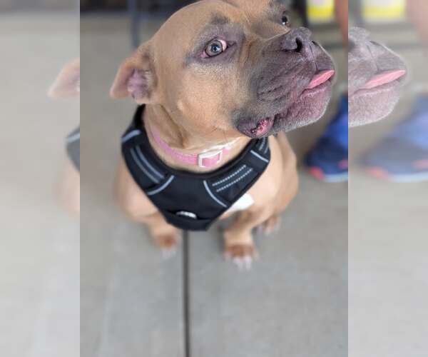 Medium Photo #7 American French Bull Terrier Puppy For Sale in Holly Springs, NC, USA